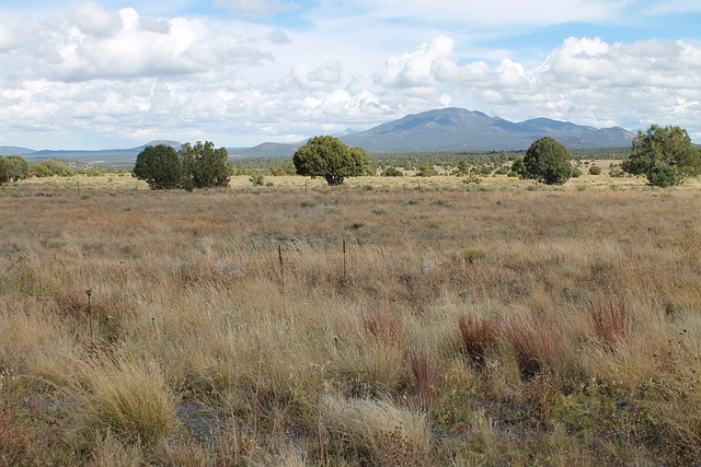 Landscaping Companies in Arizona