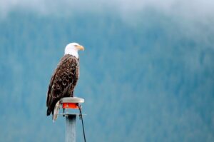 electrician-services-in-alaska-640x480-40715696.jpeg