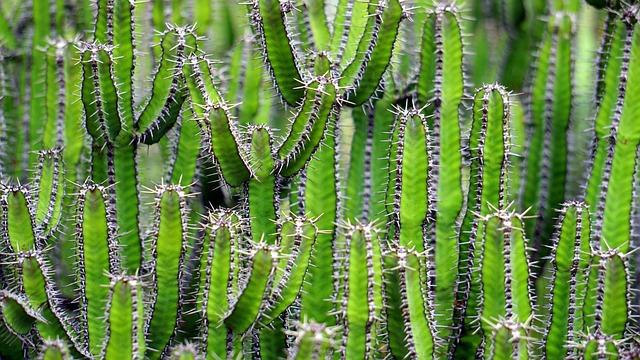 landscaping-companies-in-arizona-640x480-40199606.jpeg