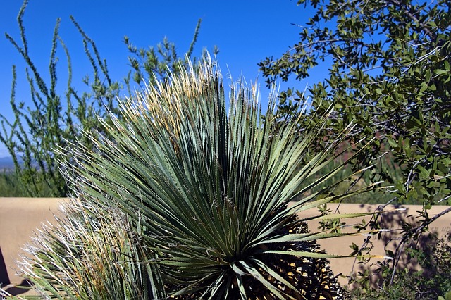 landscaping-companies-in-arizona-640x480-51283700.jpeg